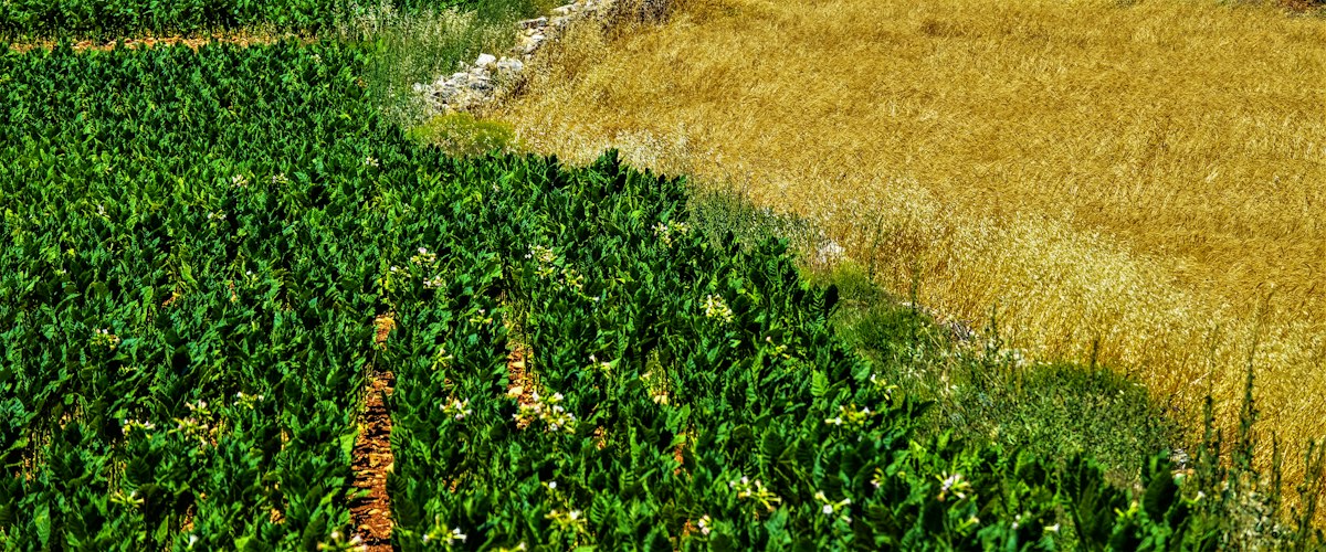 Modern combine harvester working in wheat field