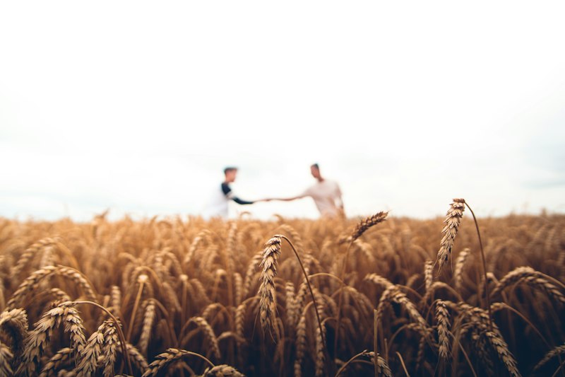Combine harvester harvesting wheat